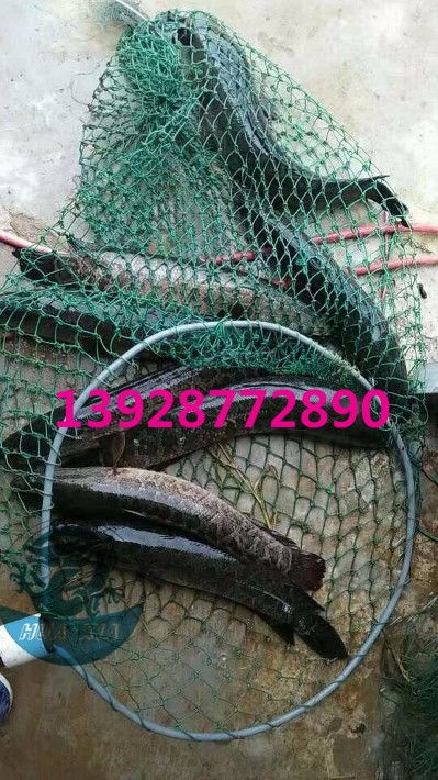 浙江烏鱧魚苗批發(fā)價(jià)格實(shí)惠，廣東華夏漁業(yè)航空助力高效運(yùn)輸