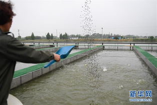 浙江湖州 跑道養(yǎng)魚新變革，畜牧漁業(yè)飼料銷售迎契機(jī)